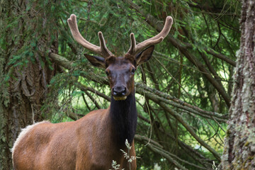 Elk bull portrait in a forest outdoor