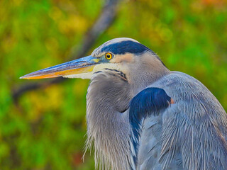 Great blue heron closeup: Blue heron bird with its neck tucked into its breast in closeup view on an autumn day with fall colors in the background