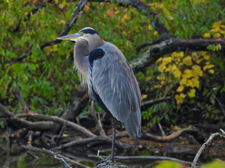 Great blue heron: Standing on one leg with long neck tucked into its body, great blue heron bird perched on a branch overlooking a lake with fall-colored leaves in background on an autumn day
