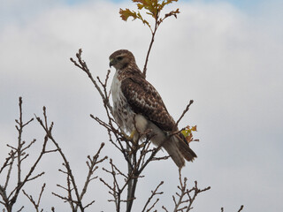 Red tailed hawk perched on branch: Bird of prey raptor with intense stare as it hunts for prey from a bare tree top on a stormy looking autumn day