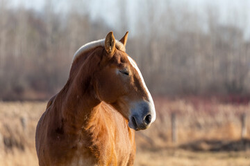 Obraz premium The horse on pasture, natural scene from Wisconsin.