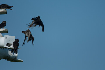 Purple Martins at bird house