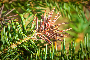 Naklejka na ściany i meble Closeup of a tip of brown spruce tree tip