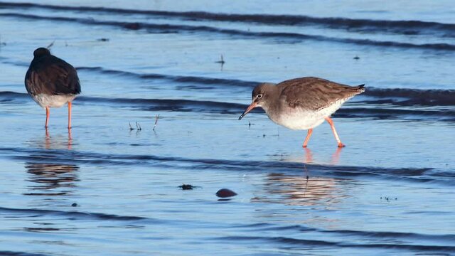 Redshank (Tringa totanus) in environment.
