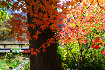 단풍 도솔천 선운사