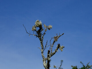 Lichens sur branches