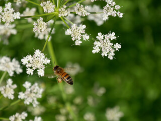 abeille Apis