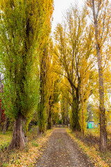 Obraz premium ポプラ並木 北海道