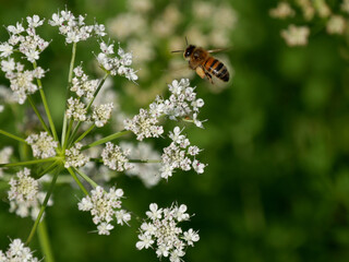 abeille butinant de la ciguë 