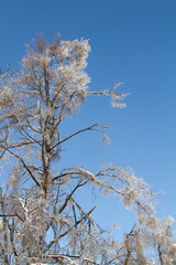 Ice and snow on a branch after a sleet