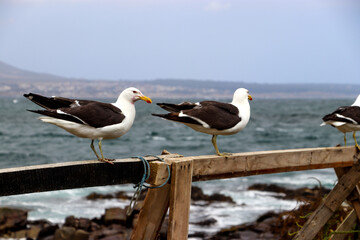 seagulls on the beach