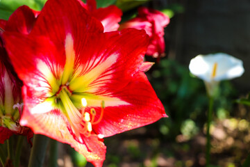 red floripondio flower