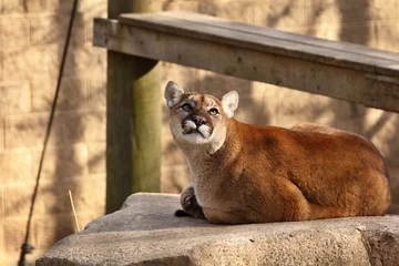 Tuinposter The cougar (Puma concolor)captive animal in Zoo, is american native animal,known as puma,catamount,mountain lion,red tiger or panther.  © Jitka