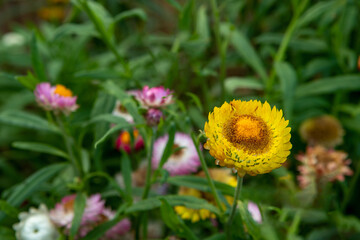 Closeup view of beautiful yellow flowers (selective focus) Grow on street and slowly swing in wind.
