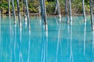 Obraz na płótnie Canvas 美瑛ブルーに染まる白金青い池と枯れ木のコラボ情景＠北海道