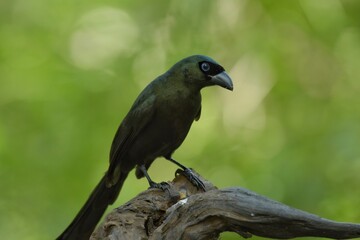 The black eye of the crown and the occiput is dark blue. It is the head of the eyes, the front of the rump and the lower body, reddish brown, the middle of the neck is white. The wings are dark brown