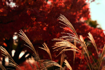 すすきと紅葉 日本の秋