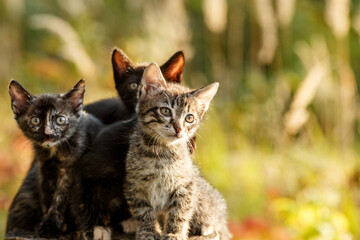 Kittens outdoors. Cats in nature. Cute pet in rays of sunset.