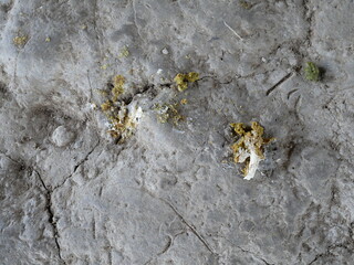 chicken shit or chicken poop on the ground.