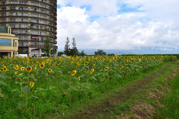 琵琶湖畔のひまわり畑