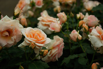orange roses in garden