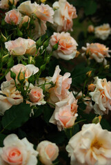 Naklejka na ściany i meble roses in the garden