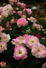 Naklejka na ściany i meble pink roses in a garden