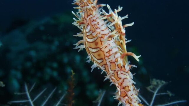 Harlequin-Ornate Ghostpipefish -Solenostomus paradoxus. Macro underwater world of Tulamben, Bali, Indonesia. 4k video.	