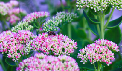Bee on beautiful decorative garden plant. Sedum (Sedum spectabile) at autumn sunny day. Flower card background with pink sedum and sun rays or floral wallpaper - obrazy, fototapety, plakaty
