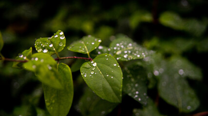 Gotas verdes