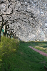Fototapeta premium 벚꽃 - Cherry blossom
