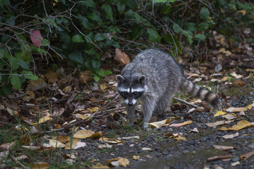 Raccoon on walk path in natural park