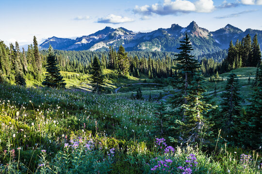 Mountains and Wild Flowers Meadow in Mt. Rainier National Park. Tatoosh mountains range on background