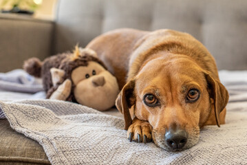 Cute brown dog with big brown eyes looking at camera with monkey toy