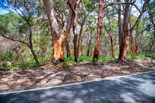 Heathcote National Park, New South Wales, Australia