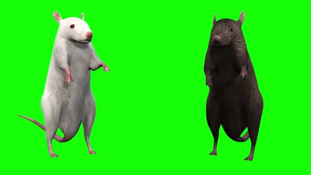 3d animation of two mice one white and the other brown, standing idle, talking, eating and walking.