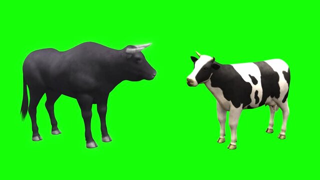 3d animation , a bull and a cow stand by each other idle then eating and walking together.