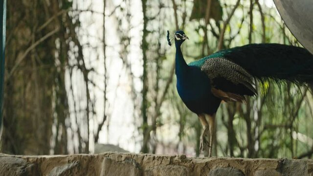 Peacock Walking A On Wall 