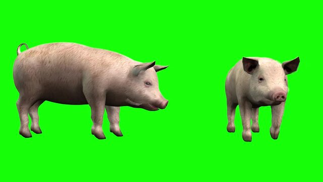 3d animation two pigs eating and walking, seen from two different camera angles.