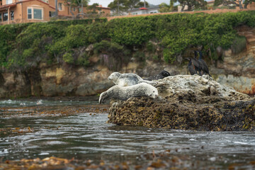 Seals and flock of birds on the rock in the ocean