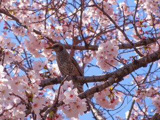 満開の桜の中で鳴くヒヨドリ