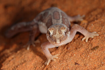 Close up of Box-patterned Gecko