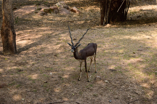 Standing Deer Feeding in Jungle/Zoo Park,wildlife Stock Photograph Image