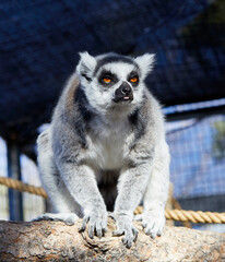 Ring-tailed Lemur on a branch