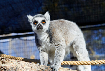 Ring-tailed Lemur on a branch