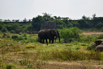 Standing Elephants Feeding in Jungle/Zoo Park,wildlife Stock Photo