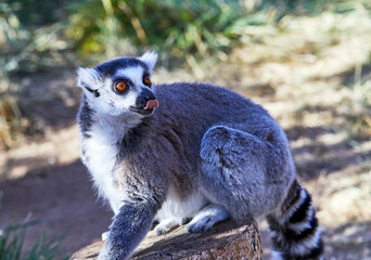 Ring-tailed Lemur on a tree stump