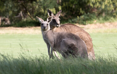 Male and Female Eastern Grey Kangaroos (Macropus giganteus).