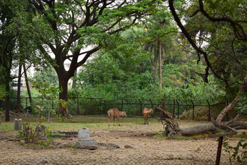 Obraz na płótnie Canvas Standing Deer Feeding in Jungle/Zoo Park,wildlife Stock Photo