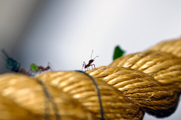 Mrówka na lnianej linie  © Tomasz Marchewka 